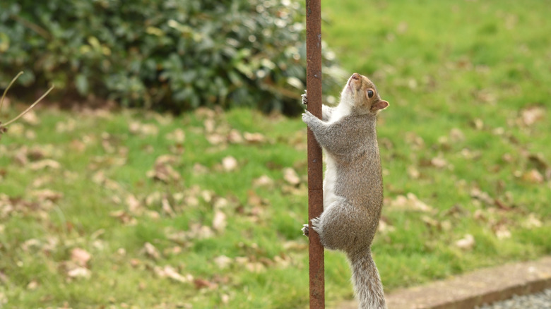 A squirrel climbing a bird feeder pole