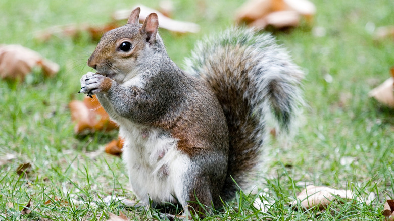 A squirrel in a yard eating.