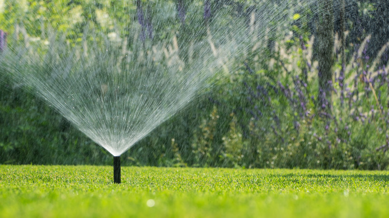 A water sprinkler spraying water on lawn.