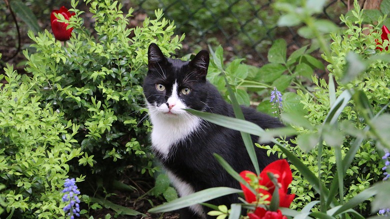 stray cat in garden