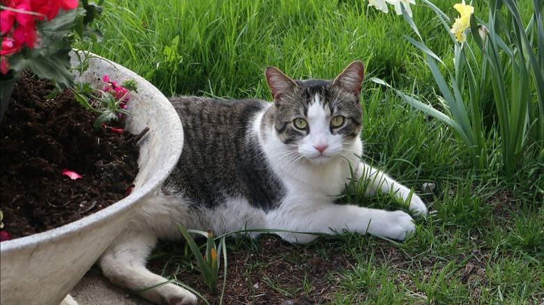 Cat surrounded by flowers