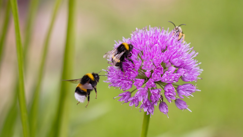 Bees feeding on a purple flower