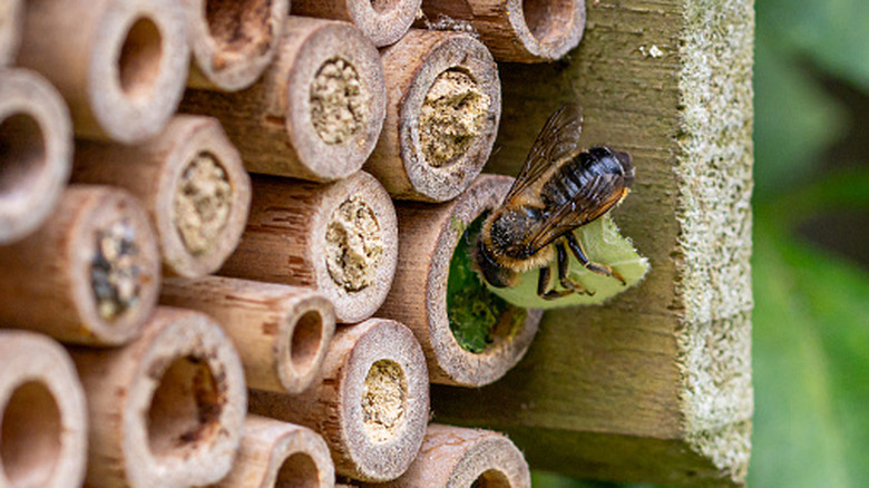 A bee hotel made from bamboo sticks