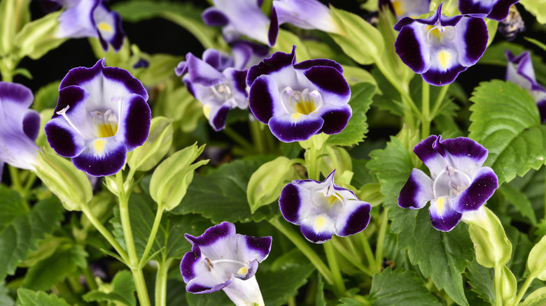 Purple tornia flowers in the garden