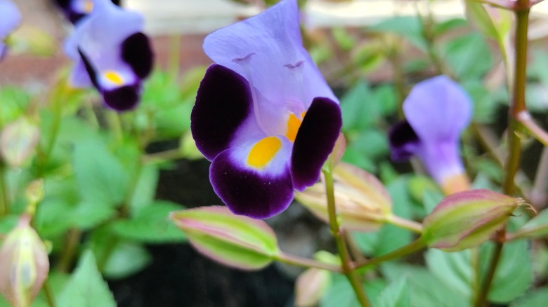 Close up of purple torenia flower