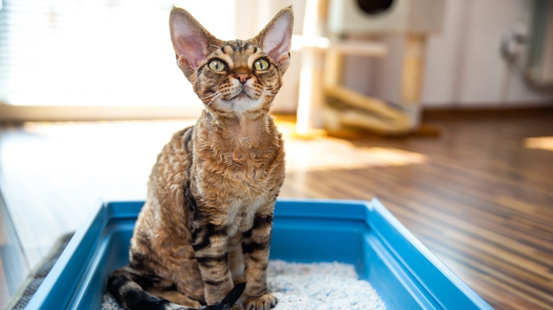 Cat in litter box