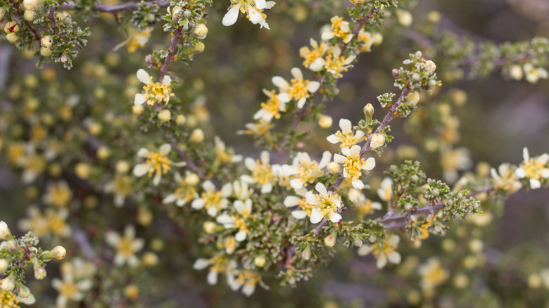Closeup of bitterbrush shrub blooms