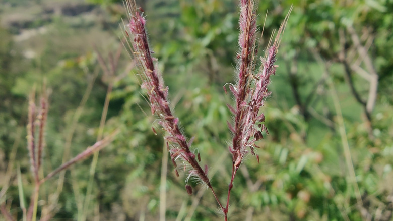 Closeup of big bluestem