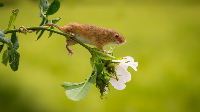 Closeup of a mouse climbing on a rose vine