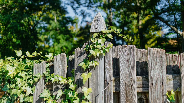 Closeup of ivy growing on fence