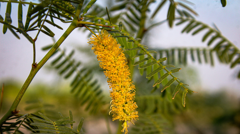 Closeup of a honey mesquite tree branch