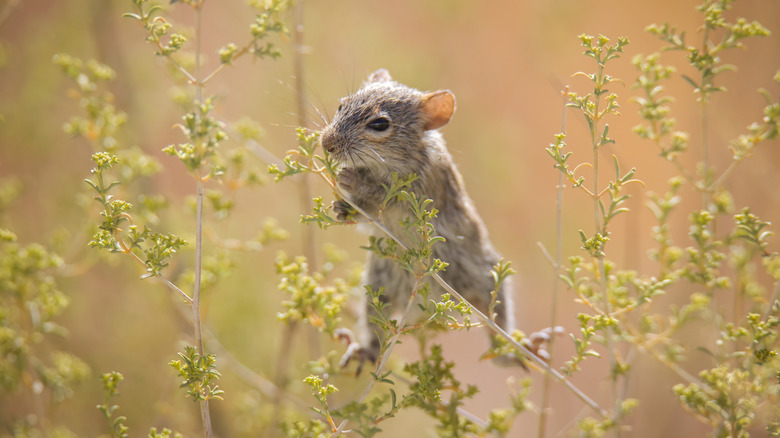 Cute mouse climbing a flower stalk