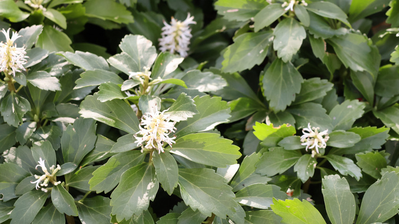 Pachysandra Michx.