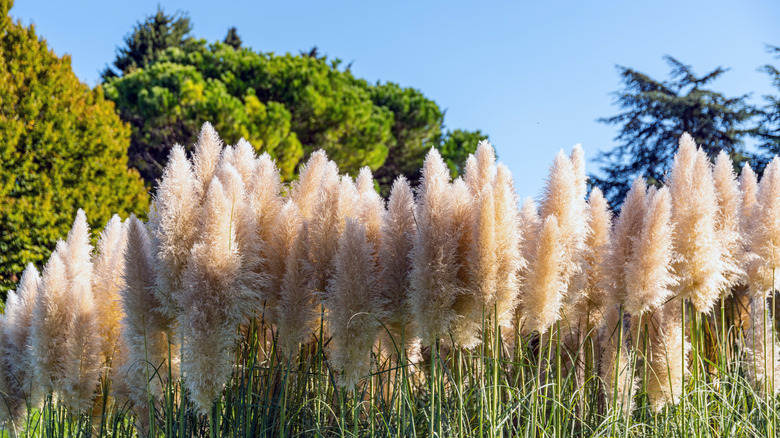 Closeup of pampas grass plumes