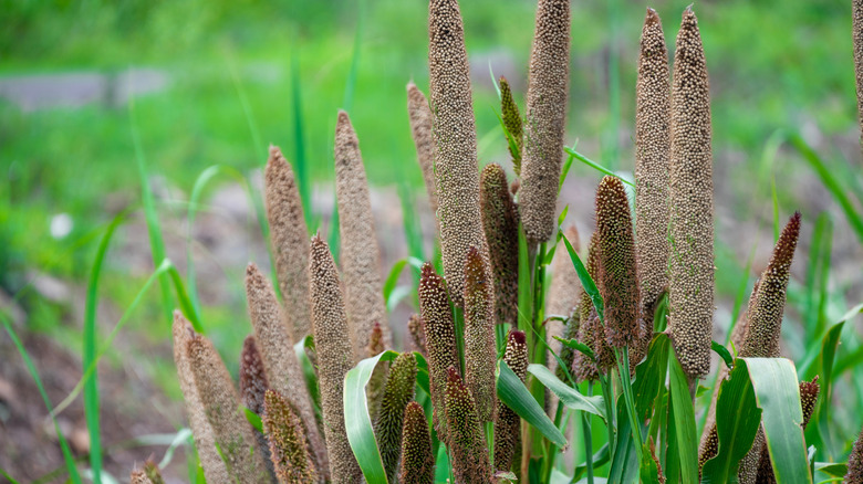Closeup of pearl millet plant