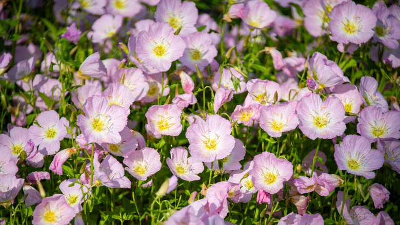 Closeup of pink lady blooms