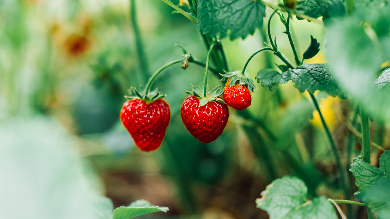 Closeup of strawberries growing on a bush