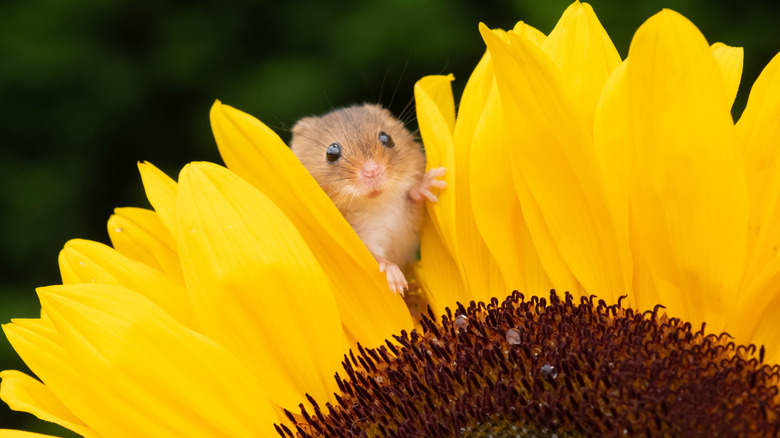 Mouse peeking out of a sunflower