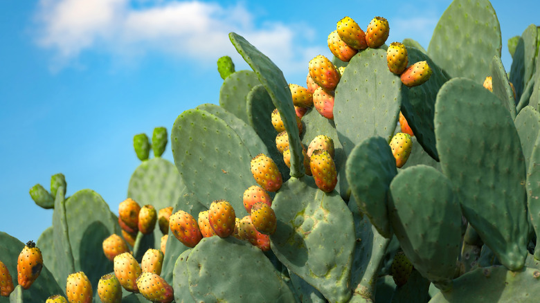 Closeup of pricklypear cactus
