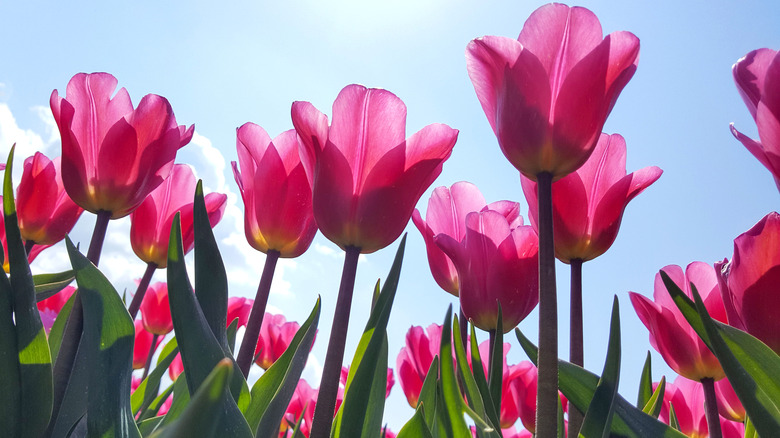 Closeup of pink tulips