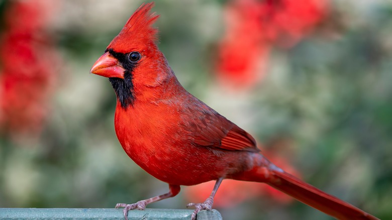 male cardinal