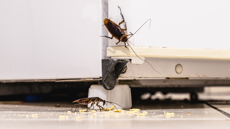 roaches in a kitchen