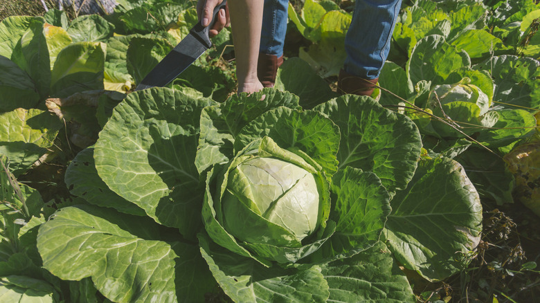 A person harvesting cabbage from a garden