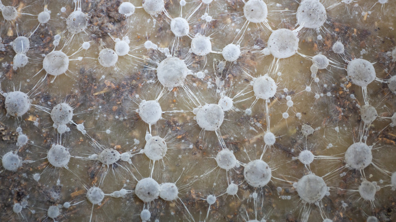 A rendition of mycorrhizae