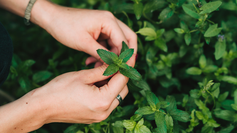 mint in garden