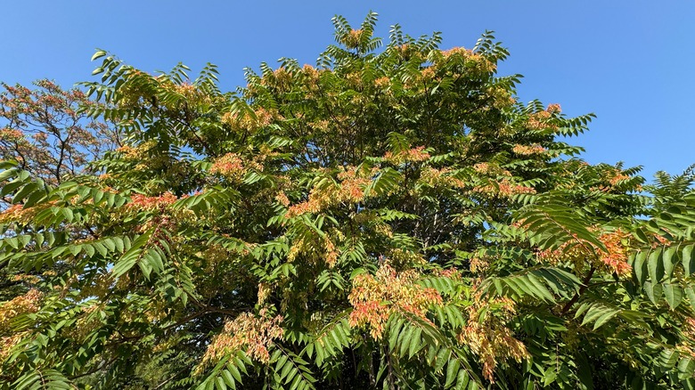 Tree of heaven with green and reddish foliage