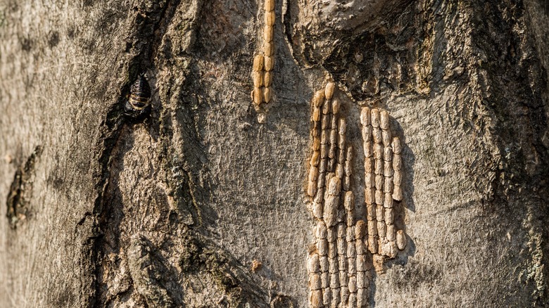 Lanternfly eggs on tree