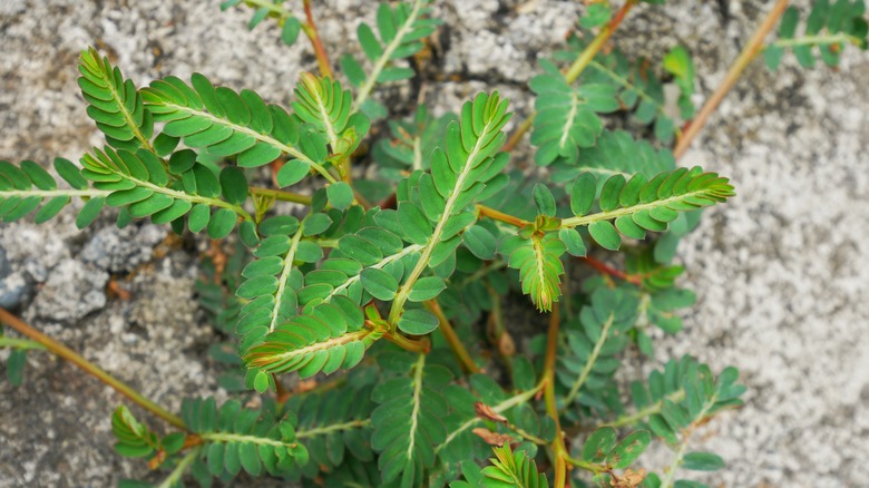 chamberbitter weed