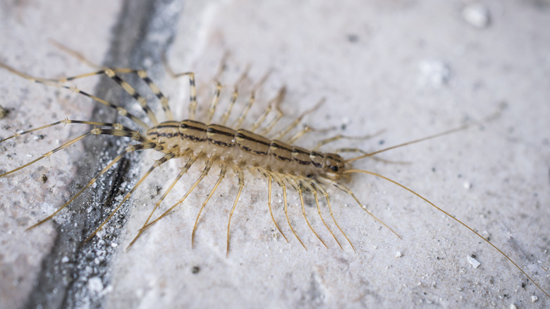 Keep Those Creepy Crawlies Out Of Your Garage With This Mouse Trap