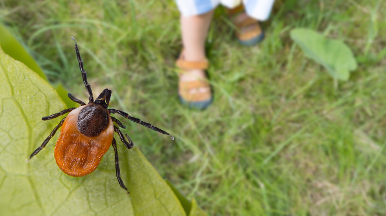 Tick sitting on a plant leaf in a garden