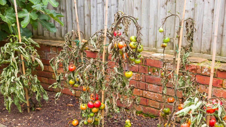 Row of tomato plants affected by blight