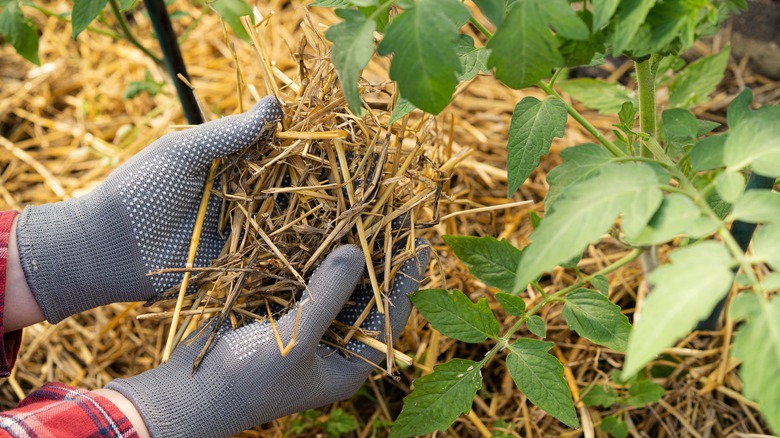 Gardener applying straw mulch to tomato plant