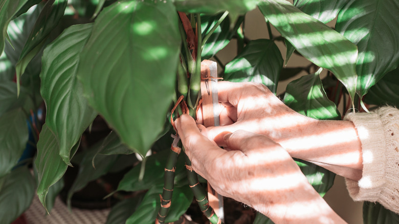 A woman's hands securing a garden stake to a houseplant.