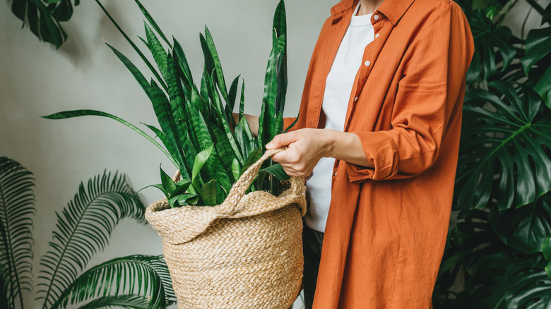 tall snake plant tilting out of pot held by a woman in an orange shirt.