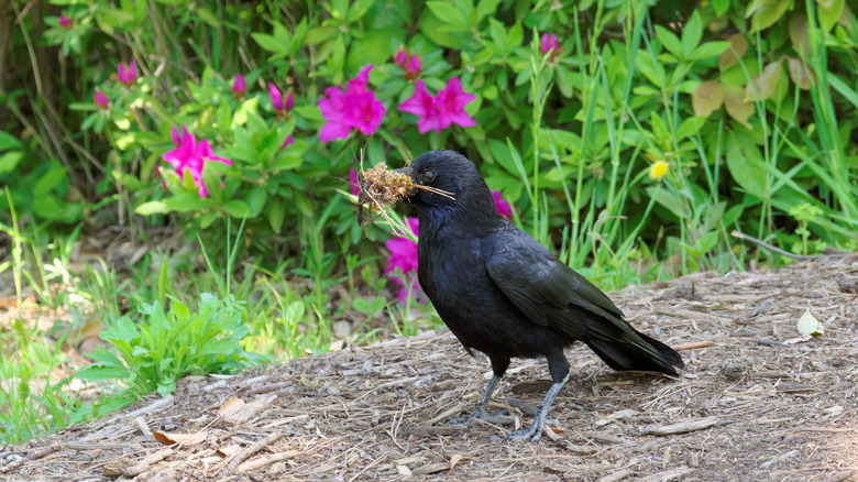 Crow carrying materials for nesting with pink flowers in the background