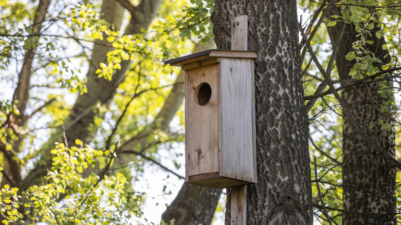a wooden owl house attached to a tree trunk