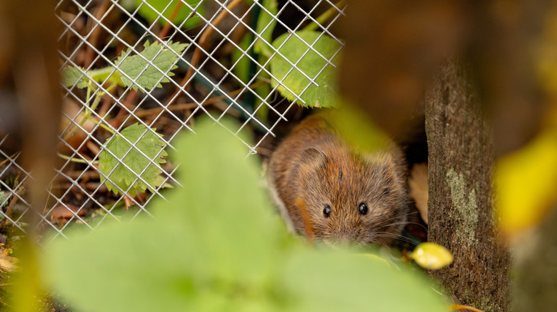 a vole peeking from a hole in a garden mesh