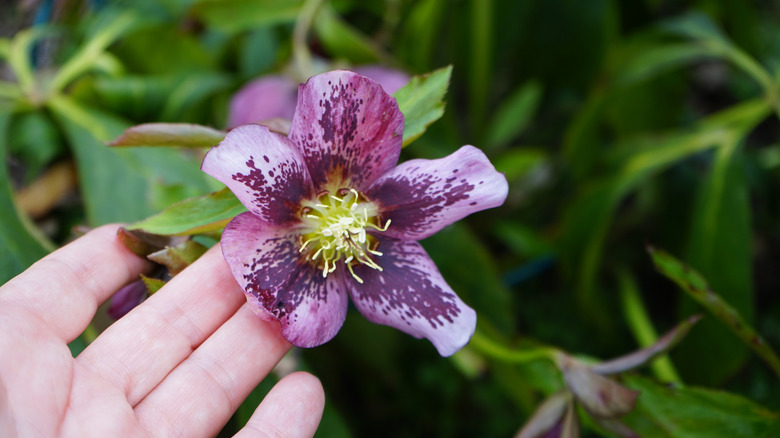 a person holding the flower of a Lanten rose plant