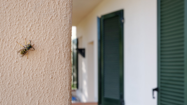 A single wasp stands ready to infiltrate a home.