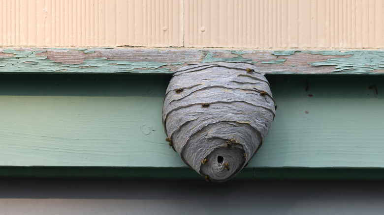 paper wasp nest on wood