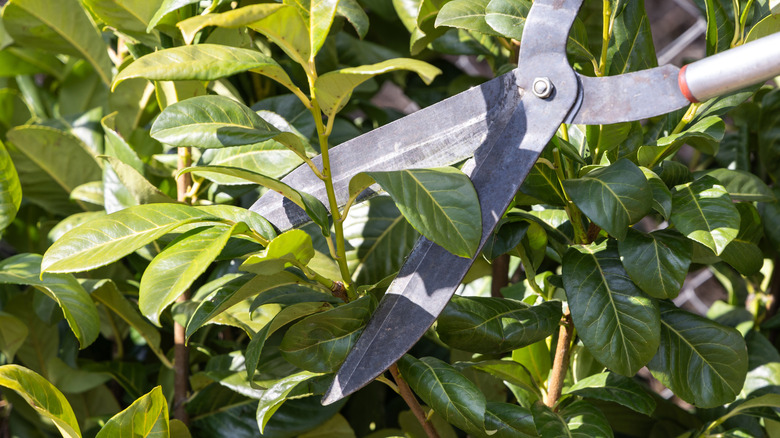 A person trimming a bay laurel shrub