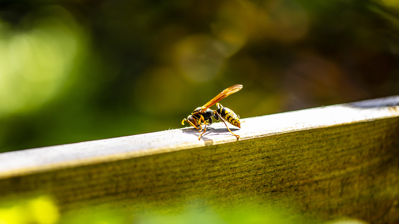 A wasp on a piece of wood in the garden