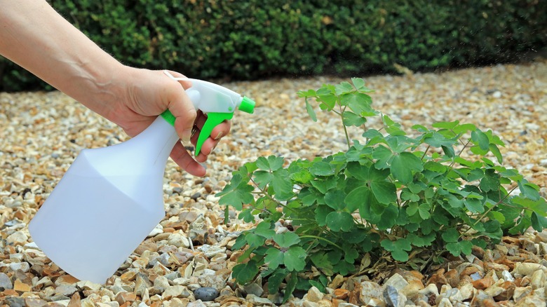 A spray bottle spraying diy weed killer on weeds on a gravel driveway