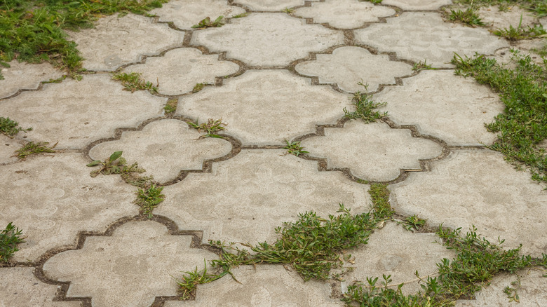 A driveway with multiple weeds growing through cracks