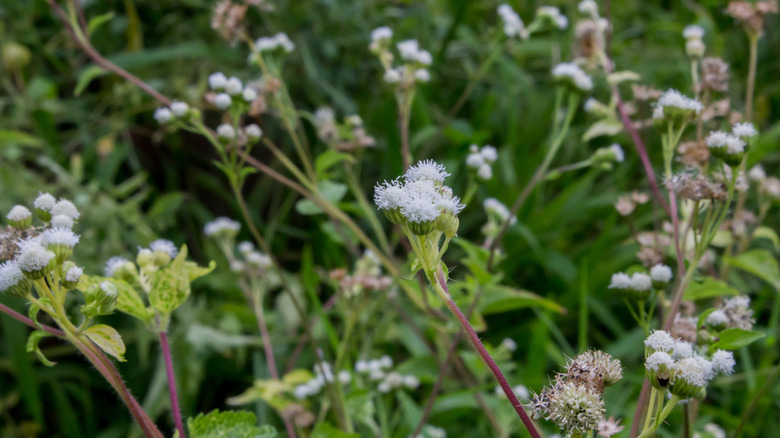 Pussytoe flowers