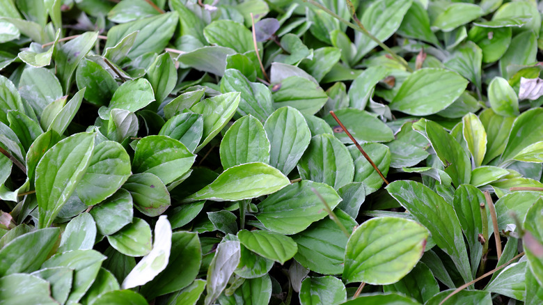 Antennaria Plantaginifolia leaves